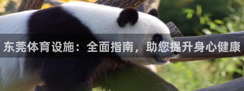 意昂3代理：东莞体育设施：全面指南，助您提升身心健康